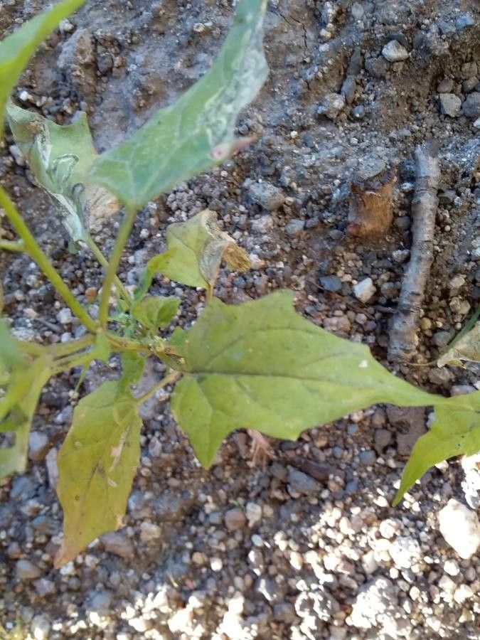 Chenopodiastrum hybridum — related species from the same genus