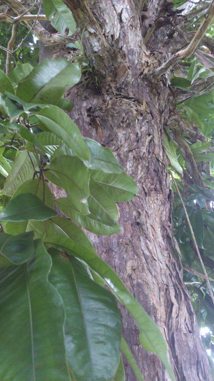Eugenia sancarlosensis bark