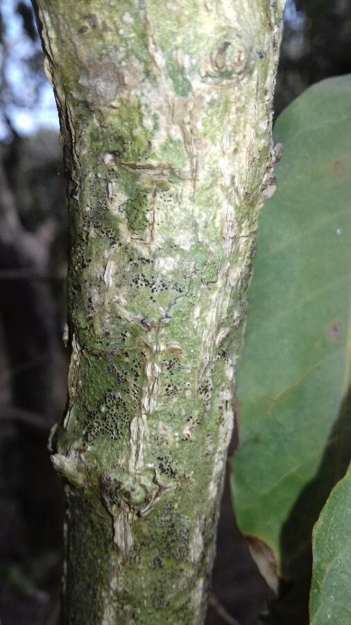 Cleistanthus stipitatus bark
