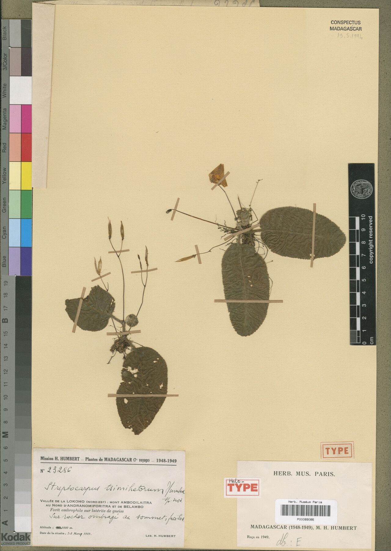 Streptocarpus tsimihetorum — search result for 'Streptocarpus'