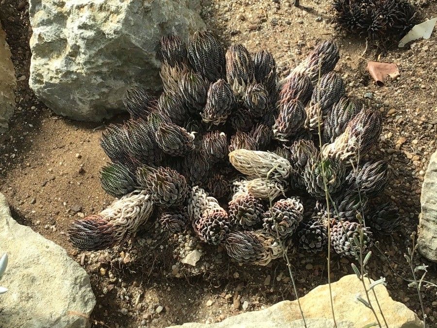 Haworthia parksiana — houseplant care guide