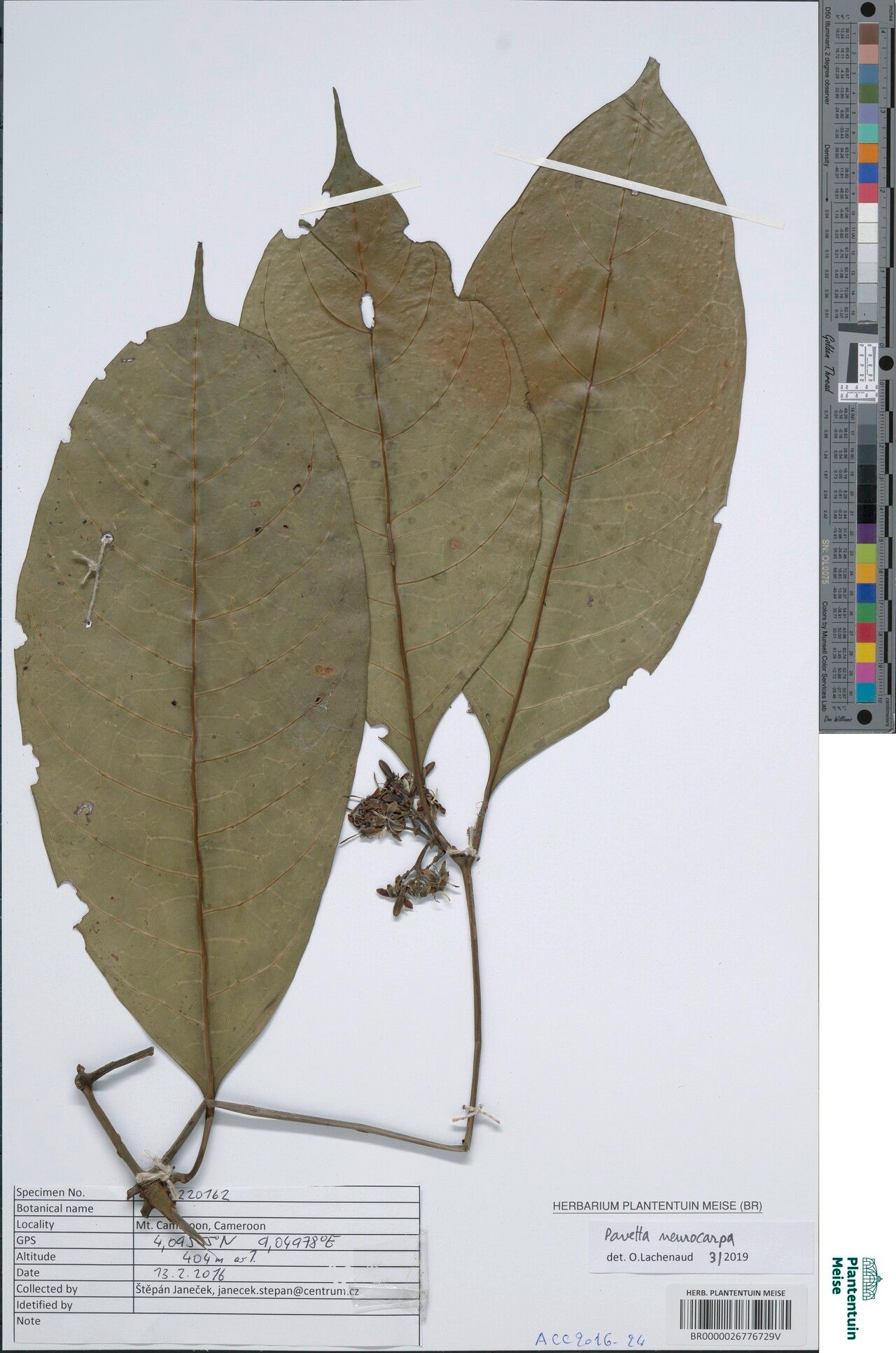 Pavetta neurocarpa — houseplant care guide