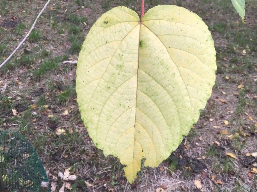 Idesia polycarpa leaf