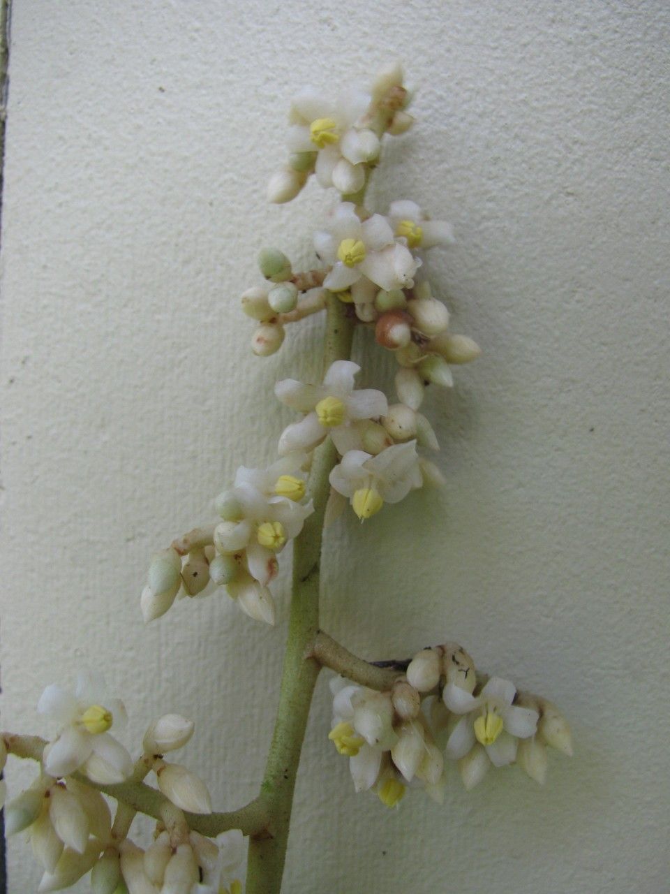 Ardisia dunlapiana — houseplant care guide