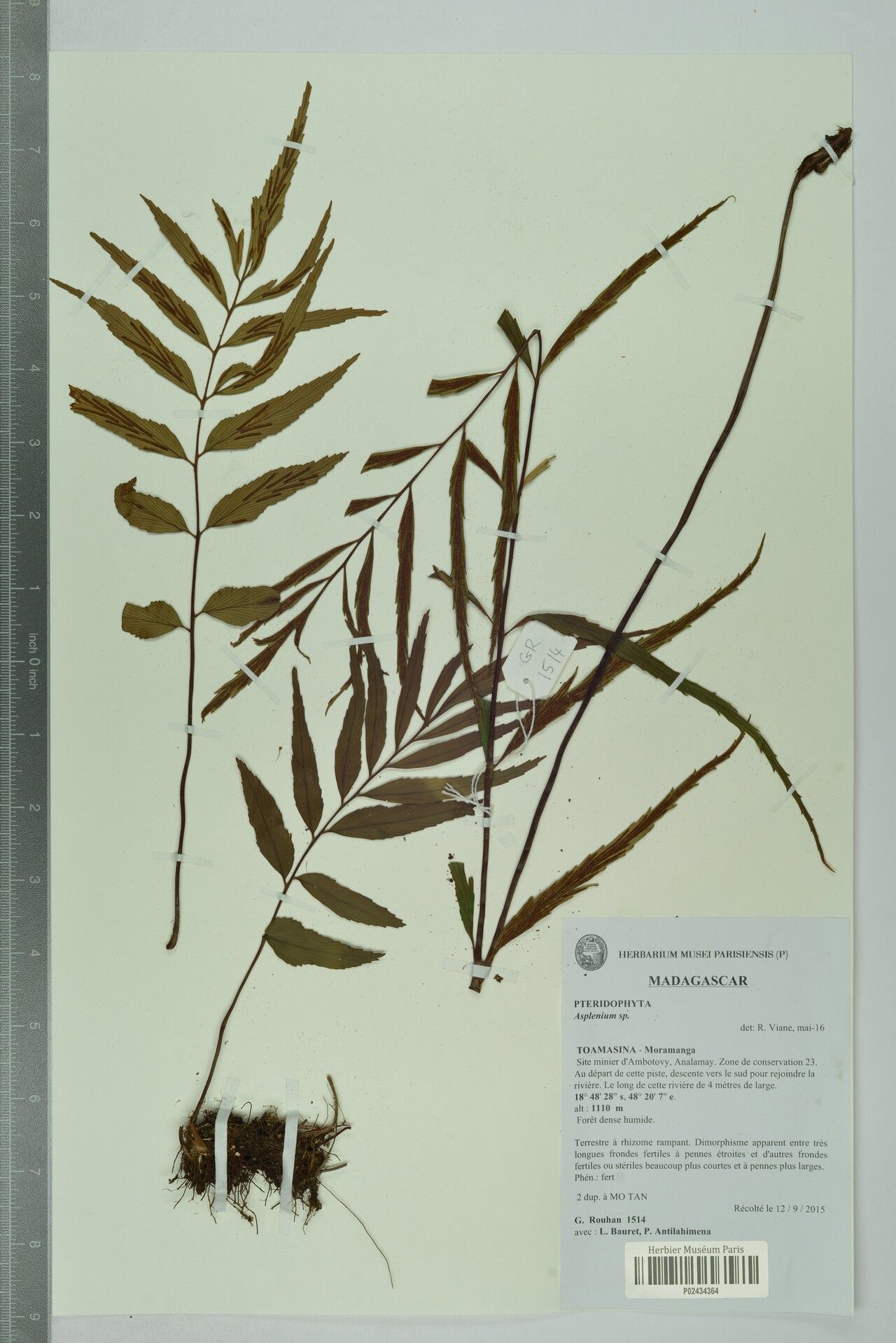 Asplenium rasoloheryi — houseplant care guide