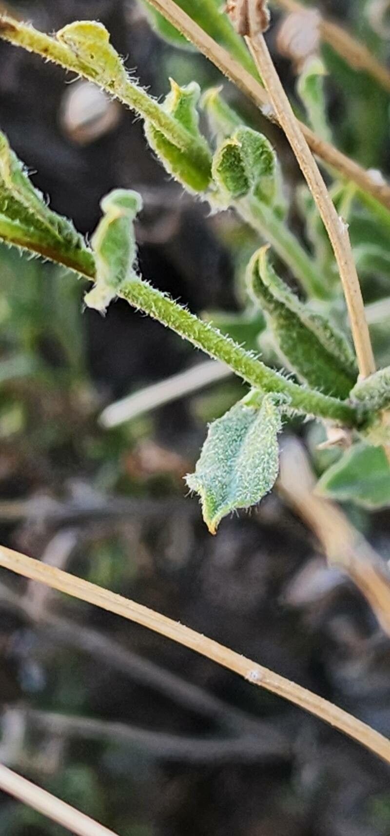 Pulicaria aucheri leaf