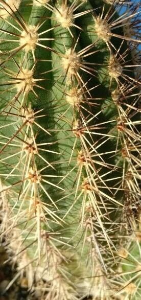 Echinocereus pacificus — search result for 'Echinocereus'