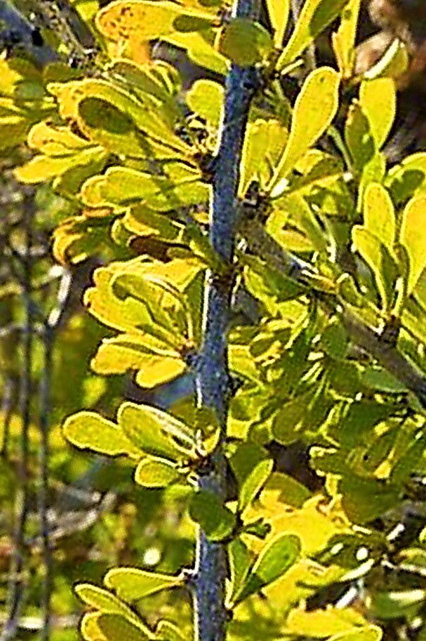 Scaevola spinescens — search result for 'Scaevola'