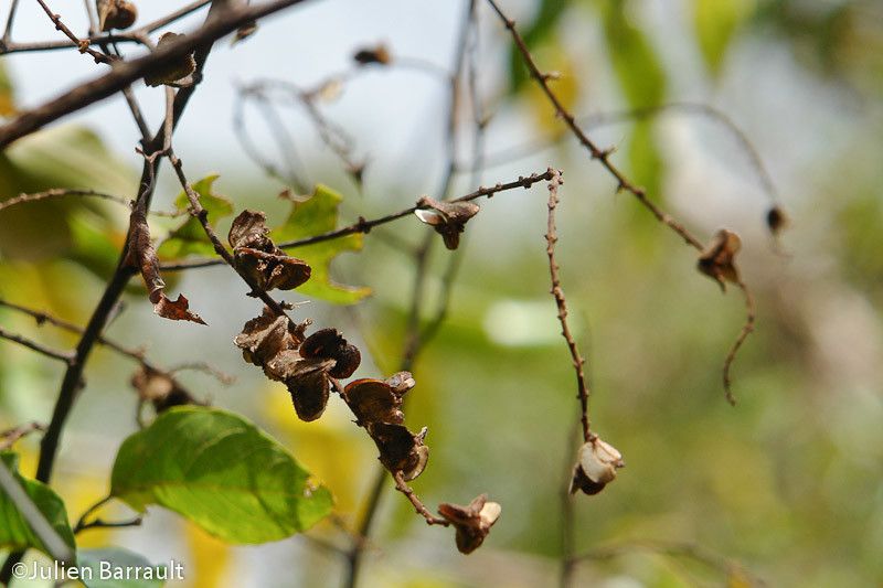 Gouania leratii — search result for 'Gouania'