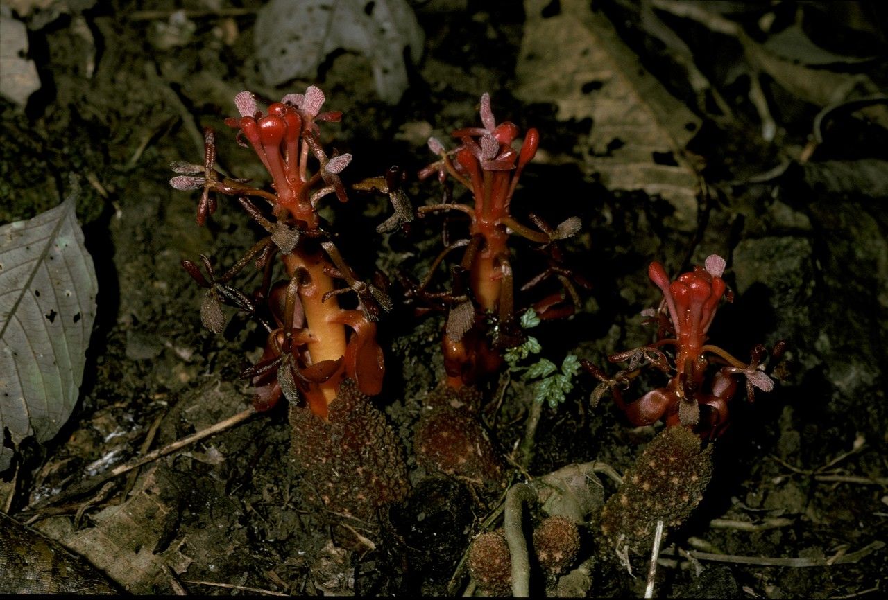 Balanophora reflexa habit