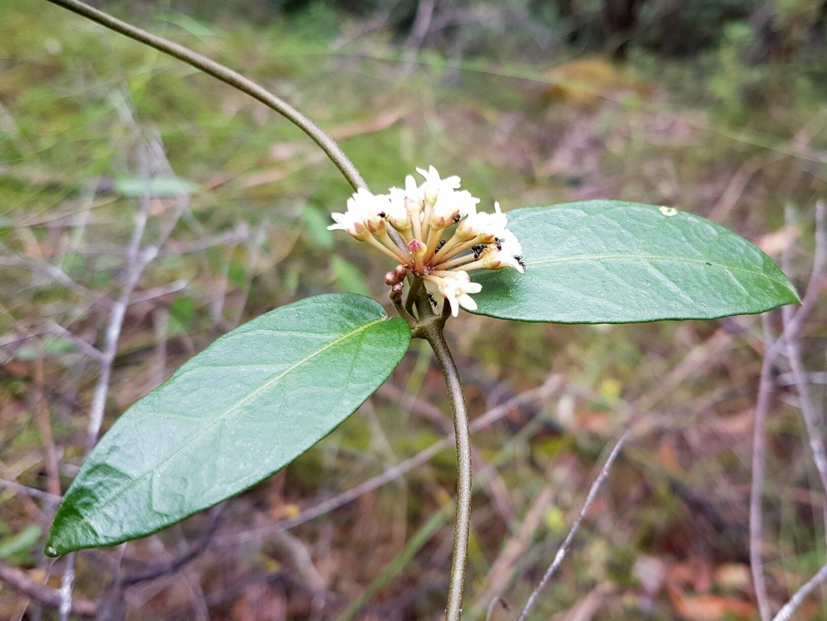 Leichhardtia suaveolens flower