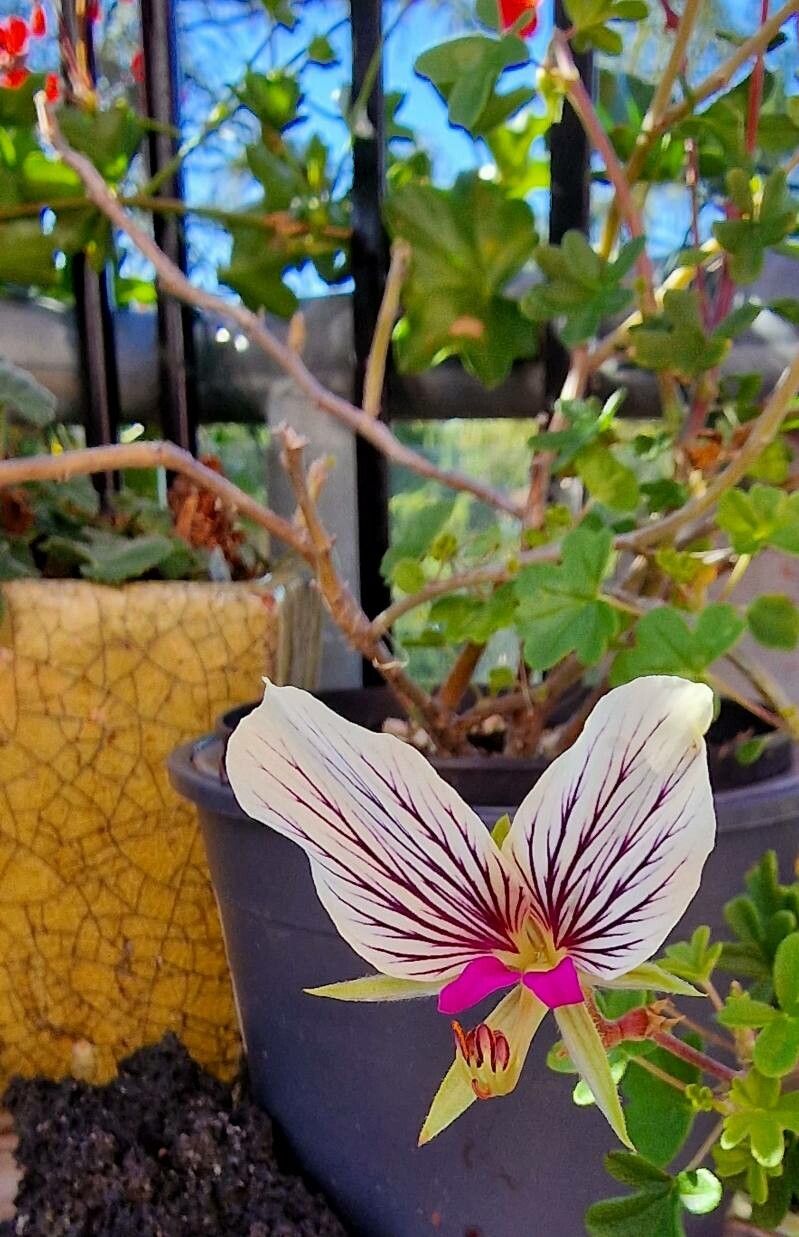 Pelargonium praemorsum flower