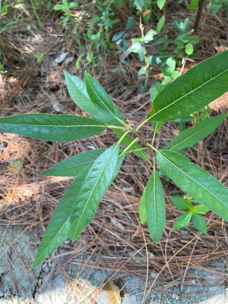 Leitneria floridana leaf