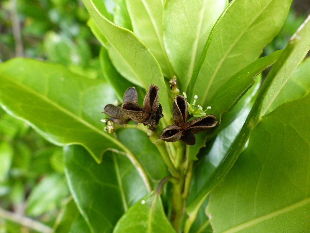 Euodia tietaensis fruit