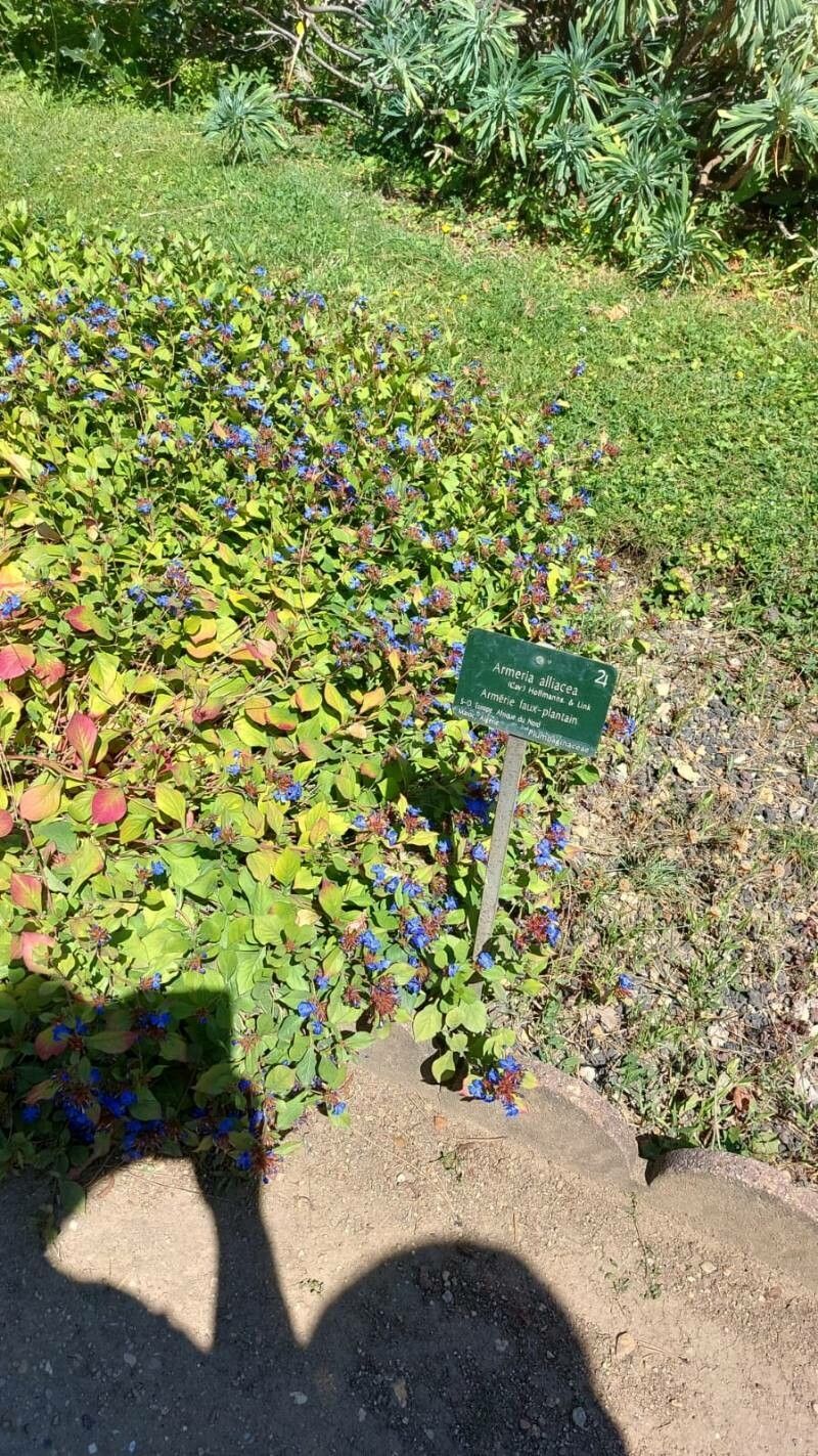 Armeria alliacea leaf
