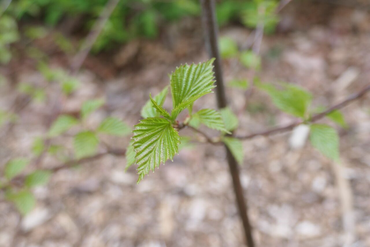 Viburnum betulifolium leaf
