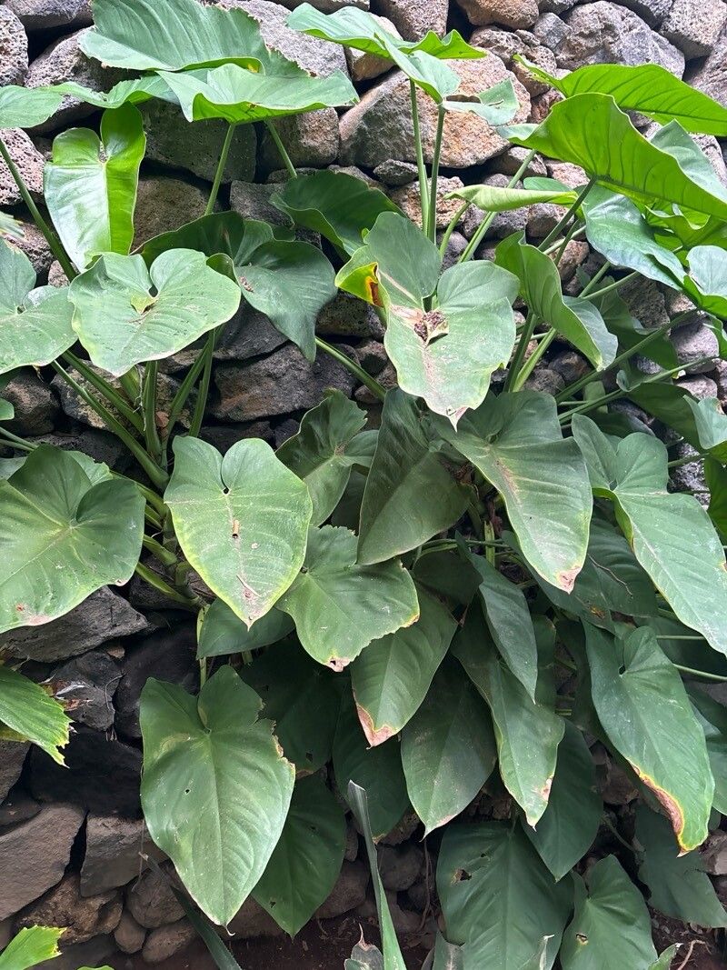 Philodendron longilaminatum — houseplant care guide