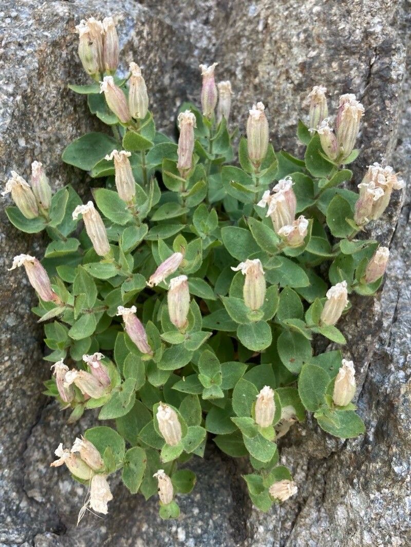 Silene cordifolia flower