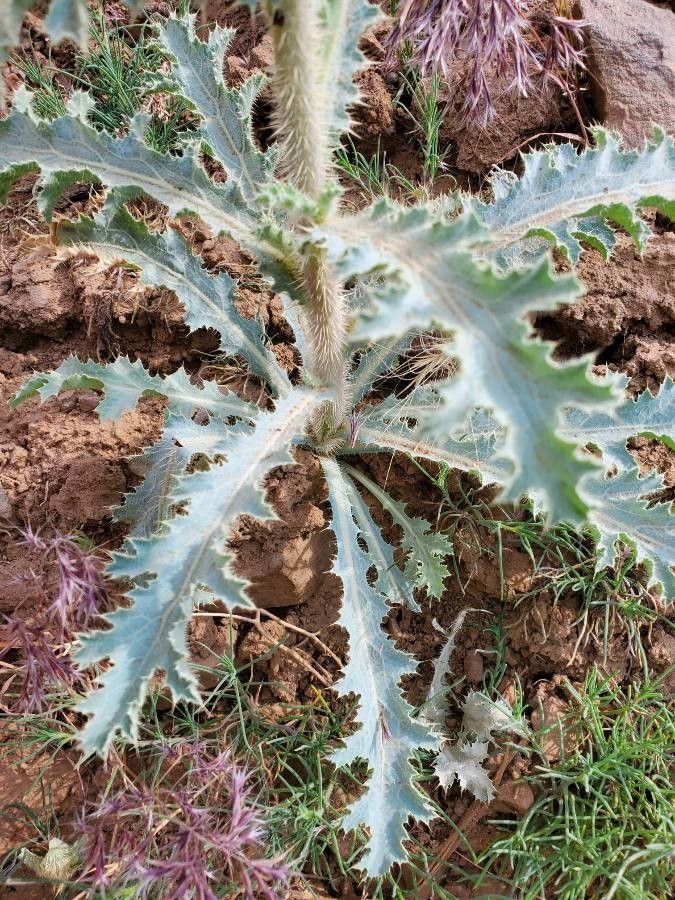 Argemone albiflora leaf