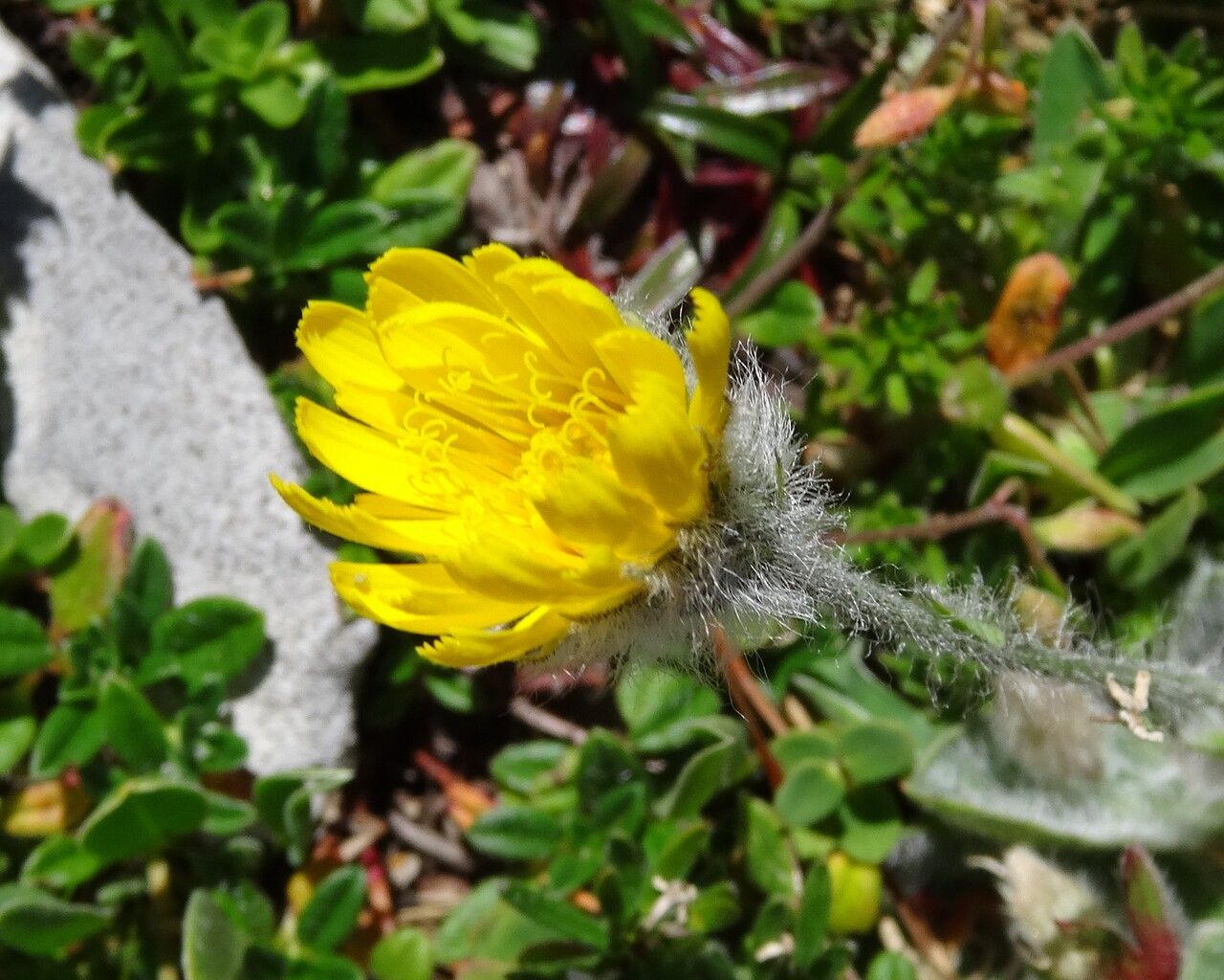 Pilosella breviscapa flower
