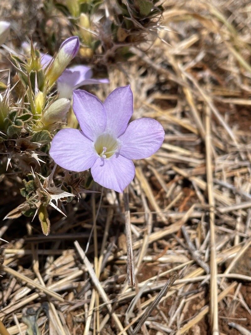 Barleria delamerei flower