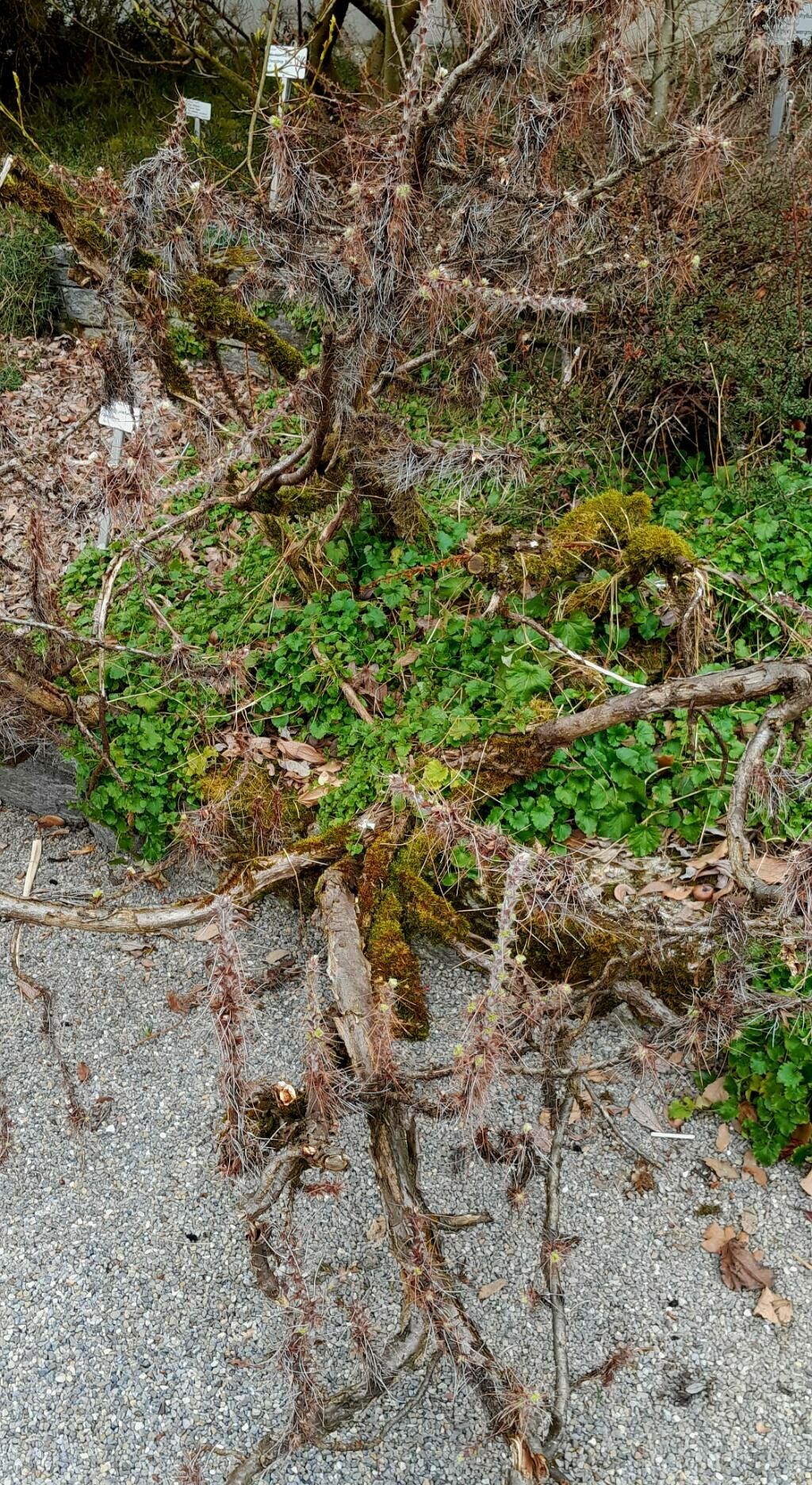 Caragana jubata habit