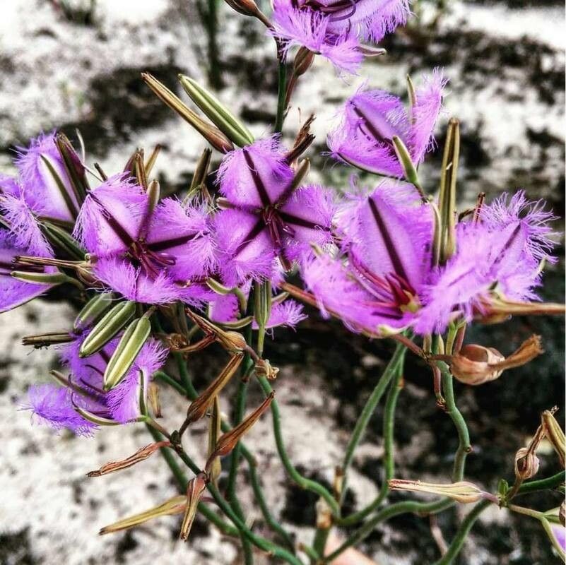 Thysanotus sparteus flower