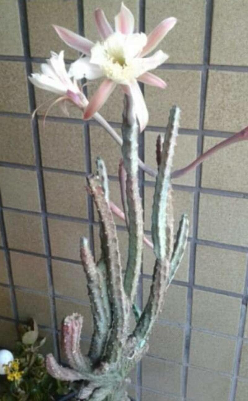 Cereus spegazzinii flower