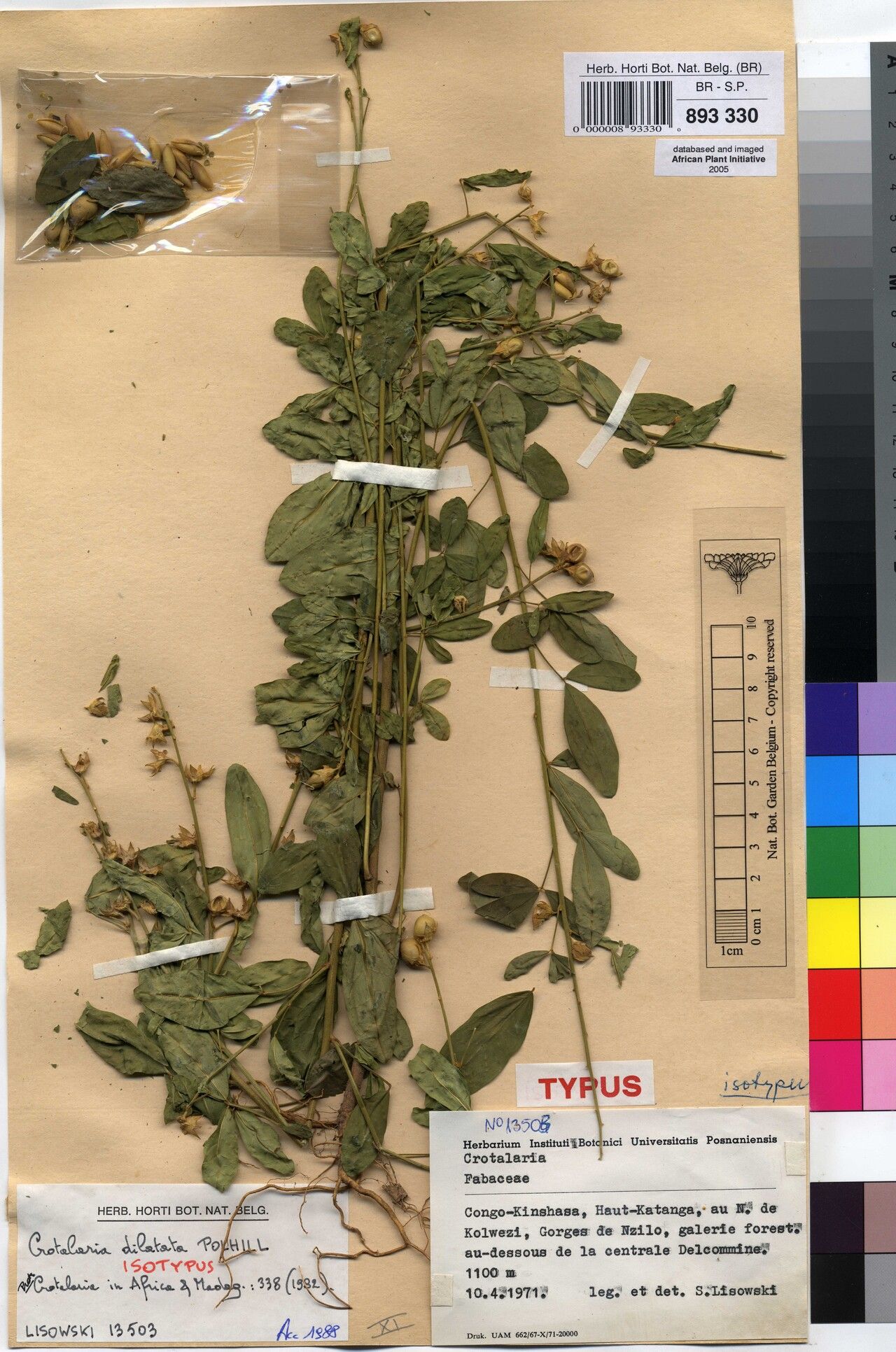 Crotalaria dilatata — houseplant care guide