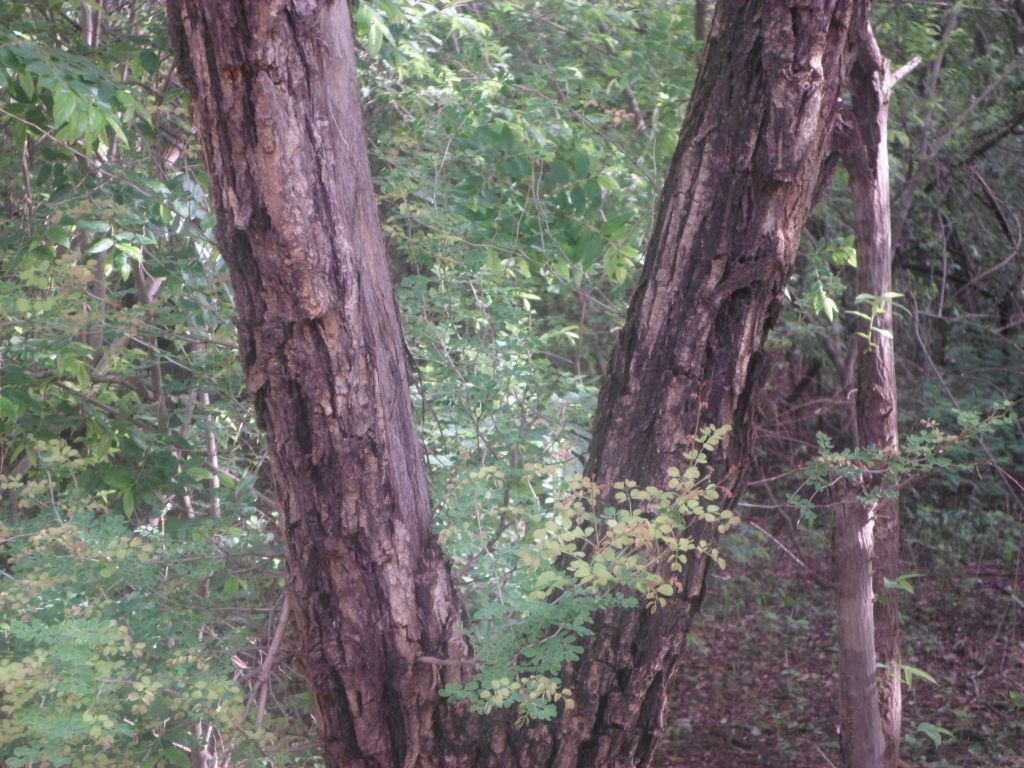 Acacia gourmaensis bark