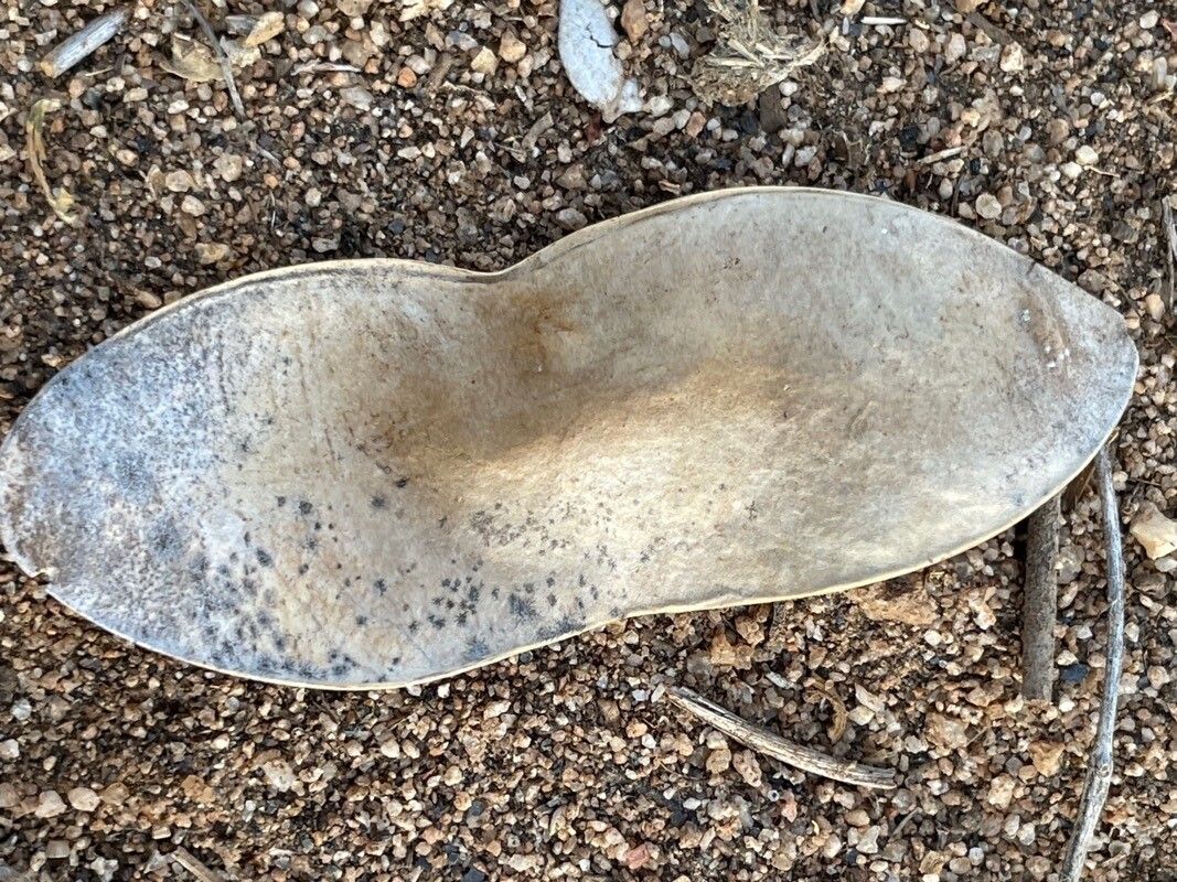 Philenoptera eriocalyx fruit