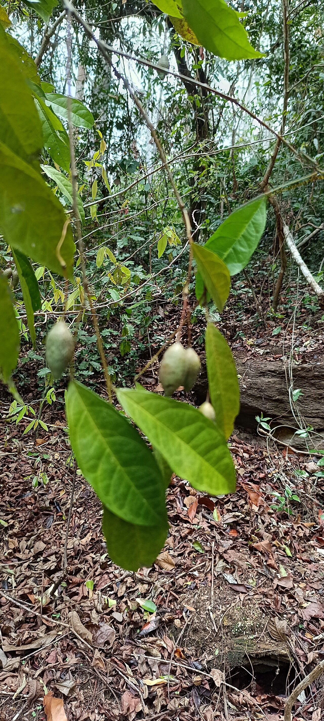 Maerua duchesnei fruit