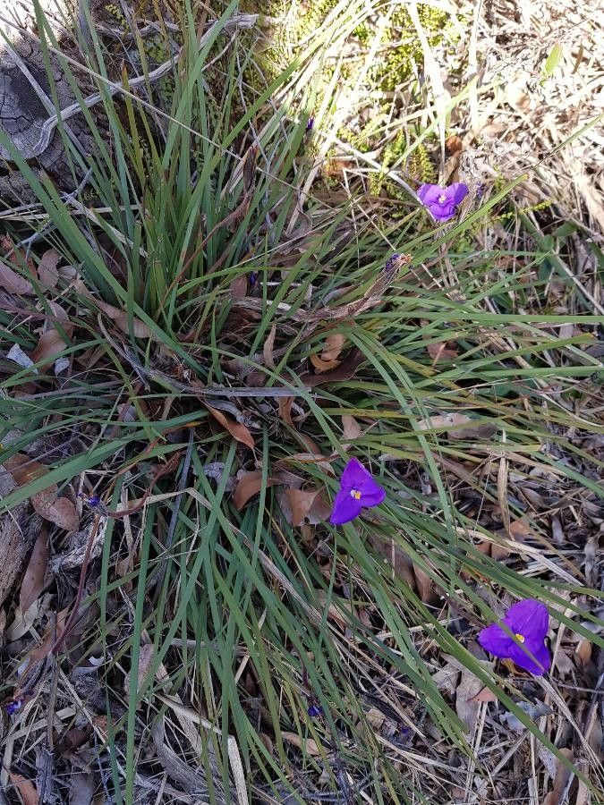 Patersonia sericea