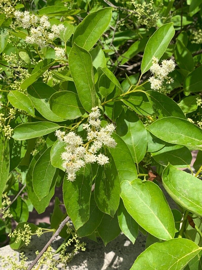 Ehretia anacua flower