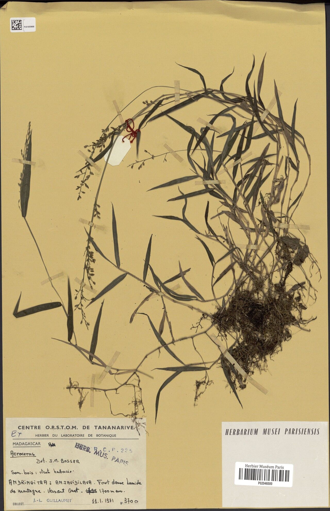 Acroceras manongarivense — houseplant care guide