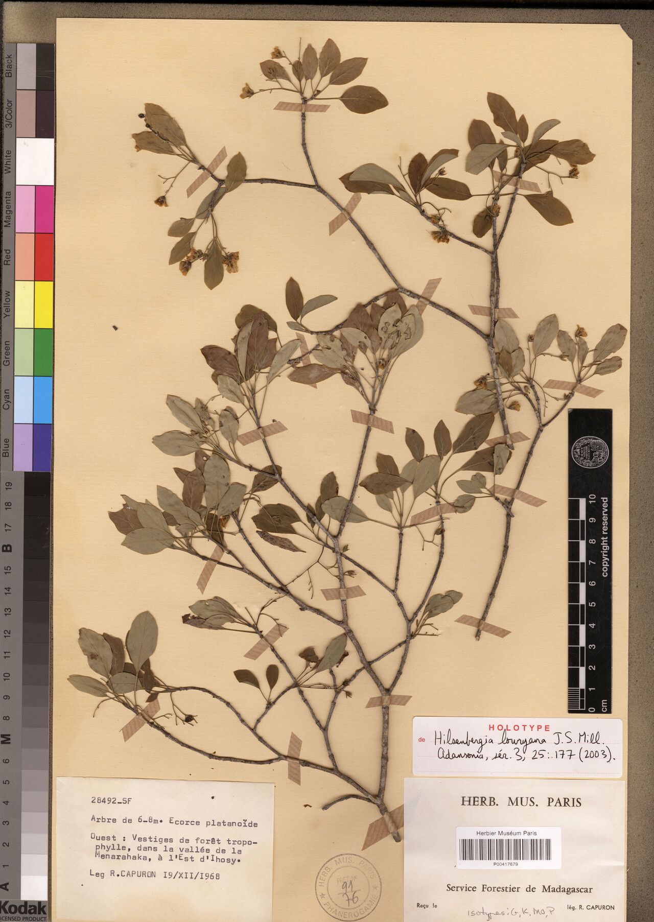 Bourreria lowryana — houseplant care guide