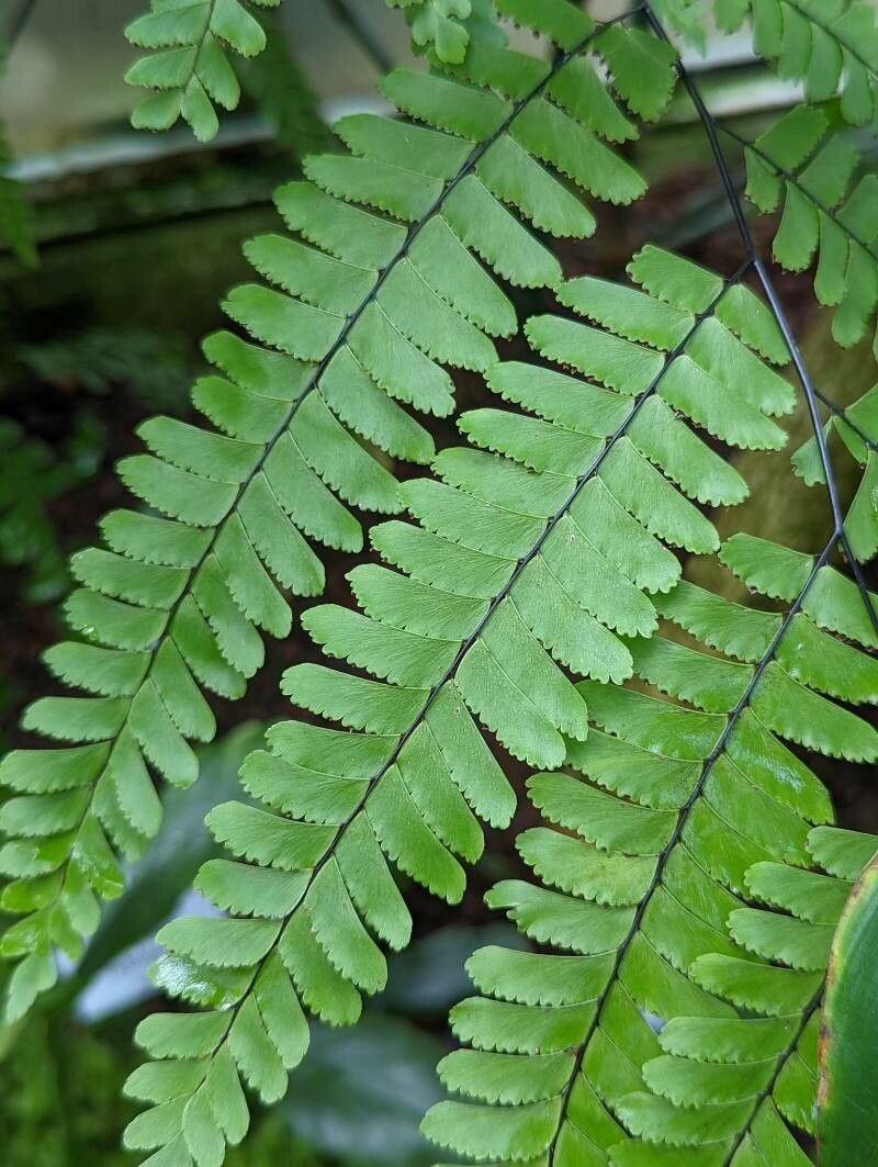 Adiantum polyphyllum — search result for 'Trinidad and Tobago'