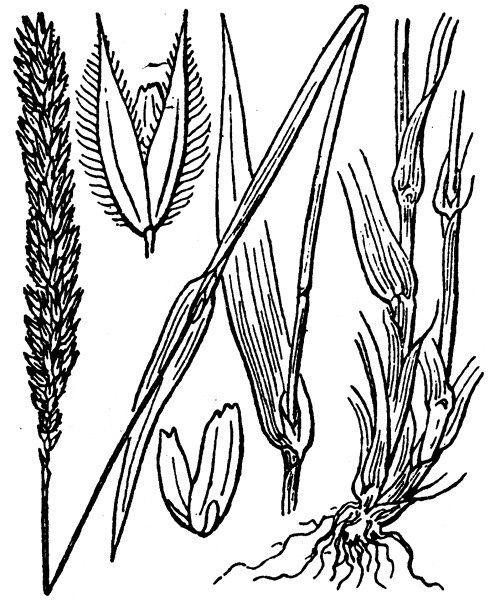 Phleum hirsutum other