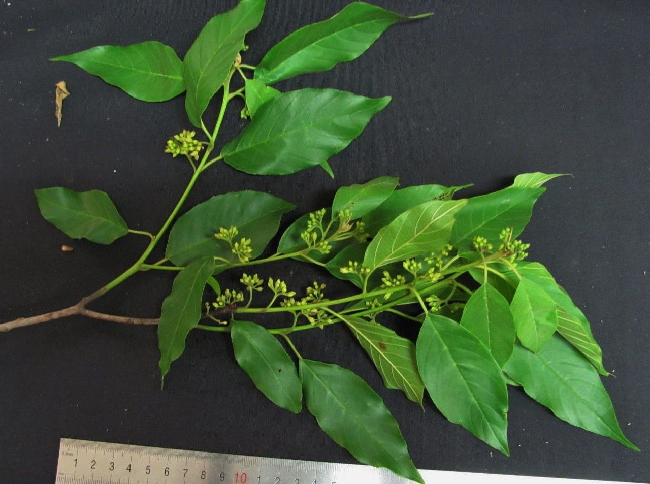 Frangula pendula other