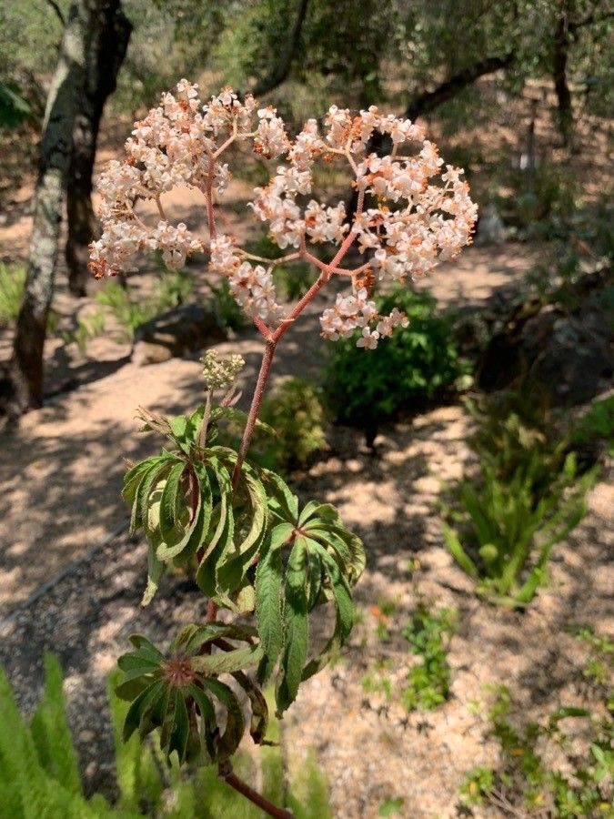 Begonia luxurians flower