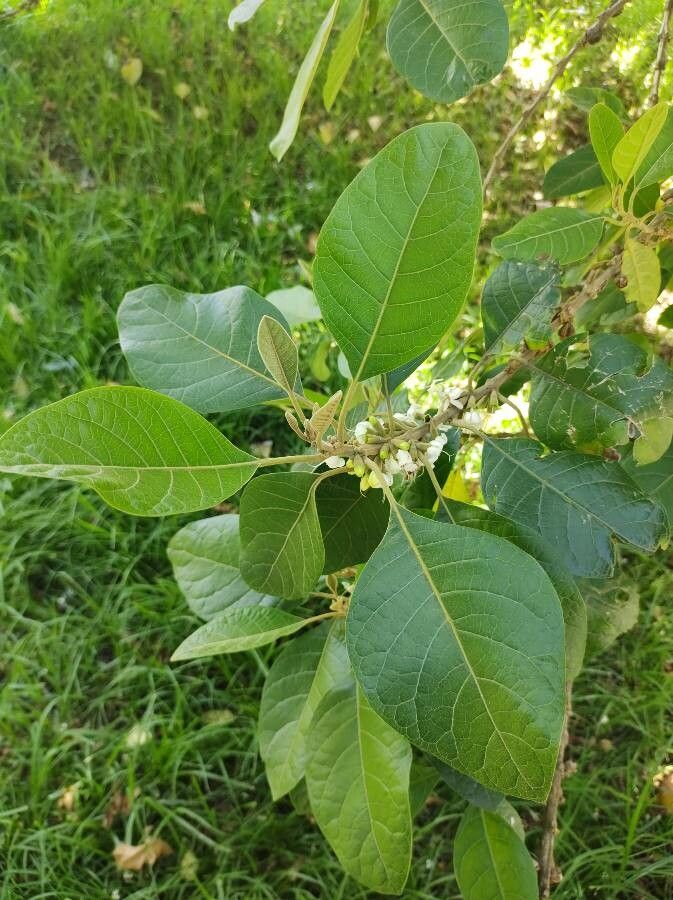 Aegiphila bogotensis — related species from the same genus