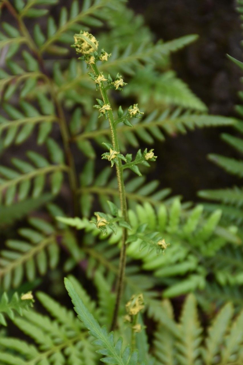 Pityrogramma argentea — related species from the same genus