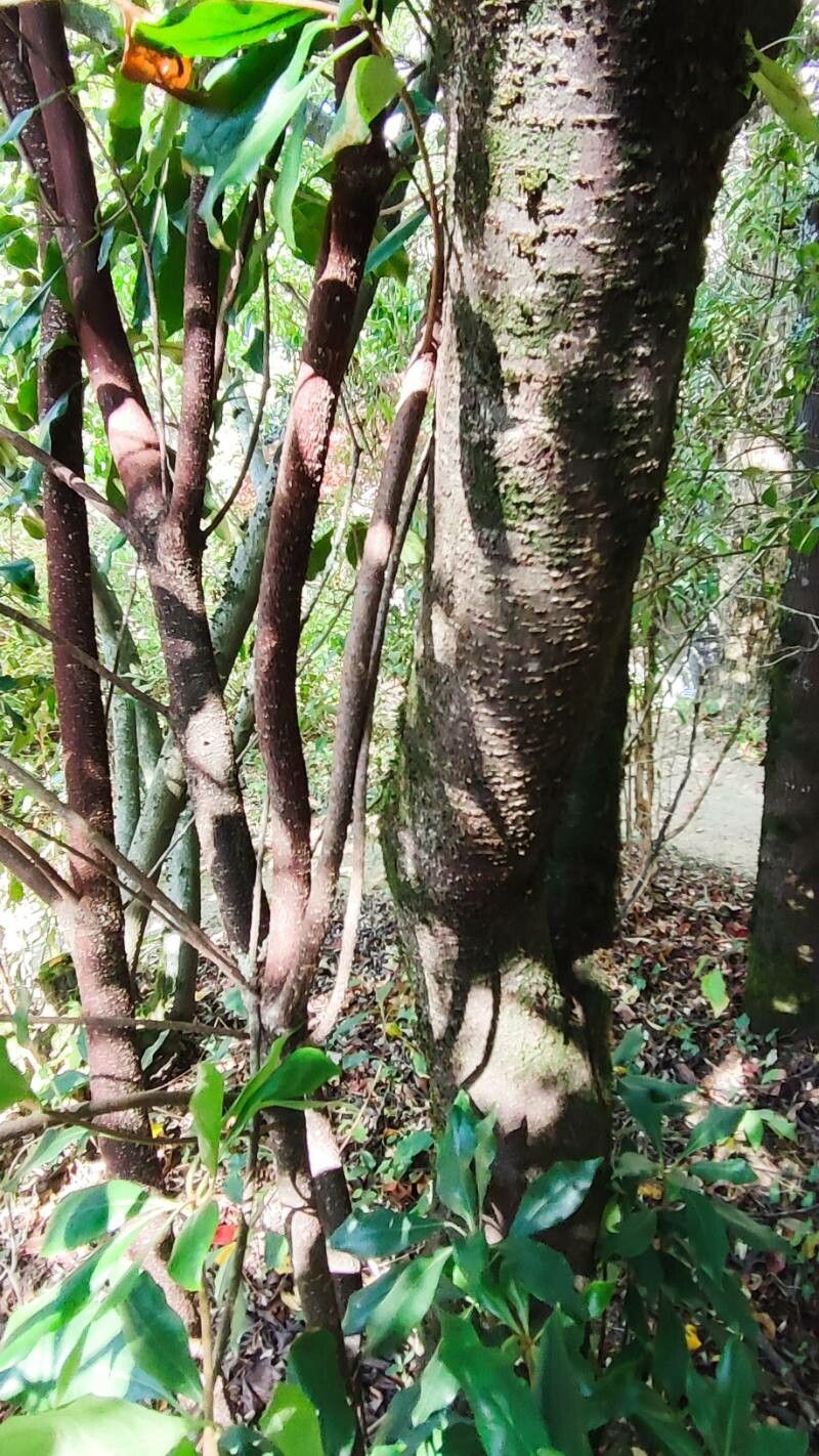 Pittosporum brevicalyx bark