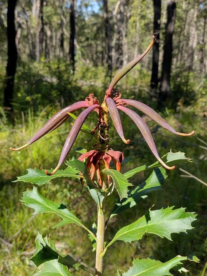 Telopea speciosissima fruit
