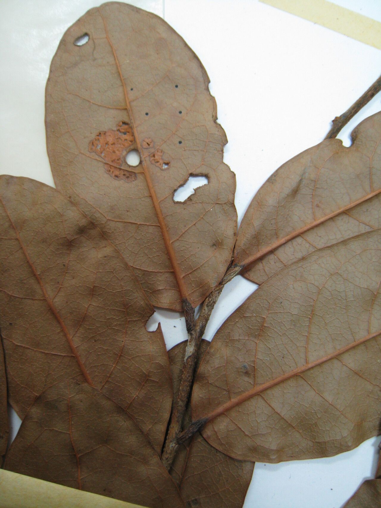 Licania fanshawei other