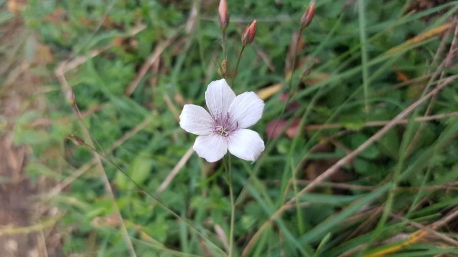 Linum tenuifolium flower