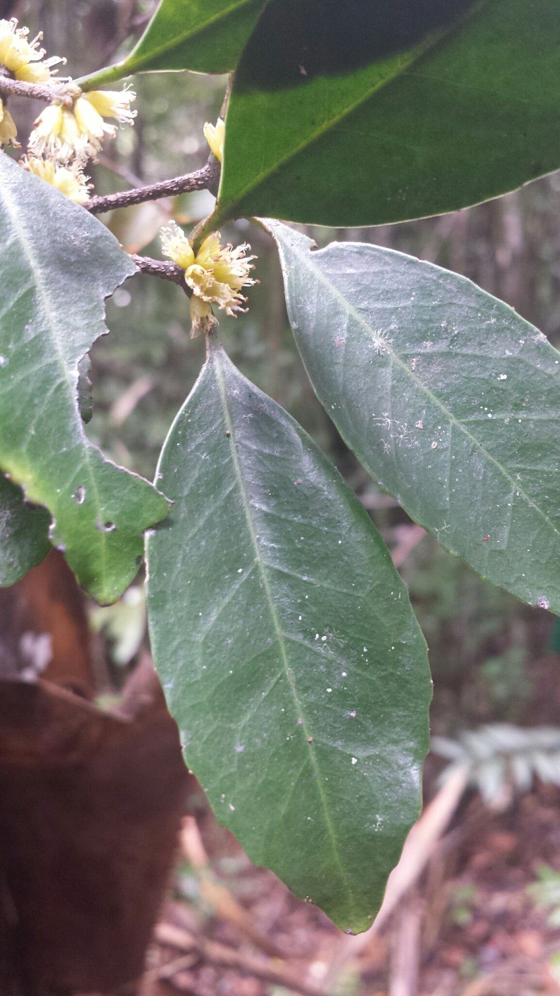 Cassipourea lanceolata leaf