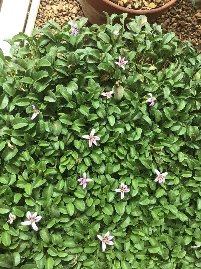 Lobelia oligophylla habit