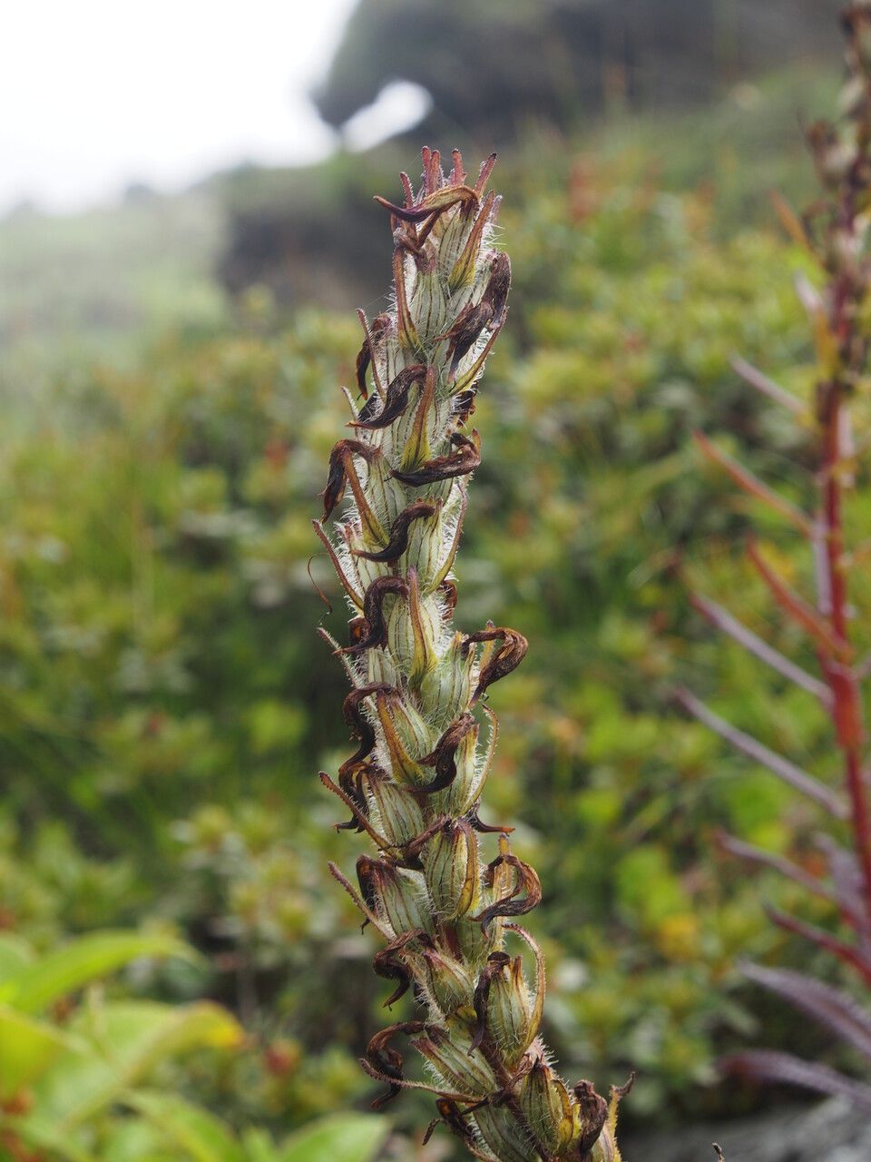 Pedicularis anserantha — related species from the same genus