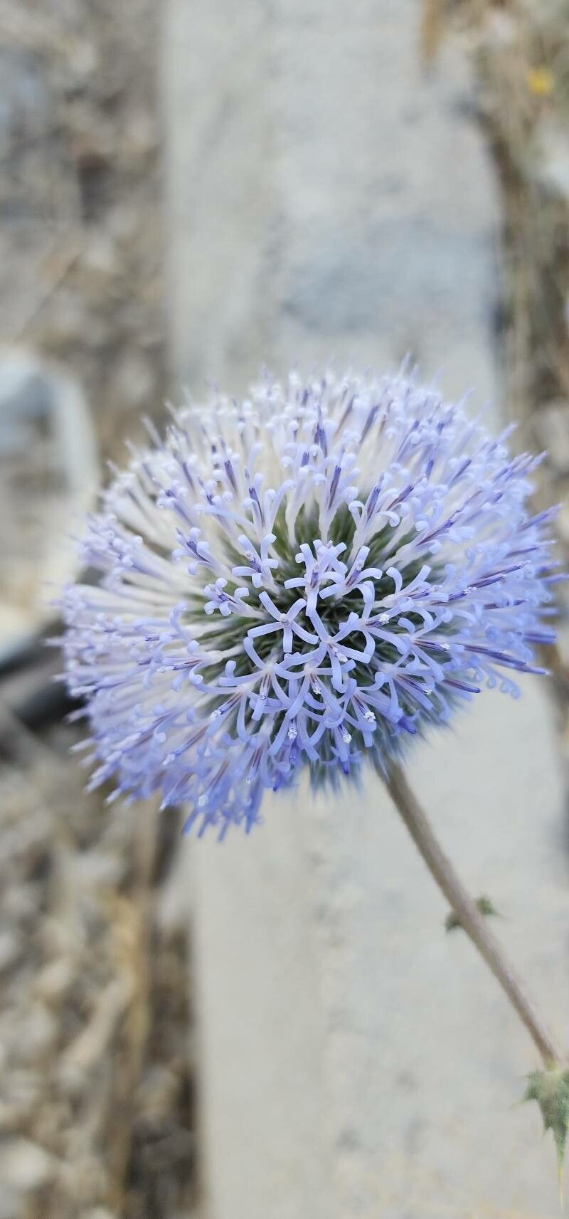 Echinops villosissimus flower